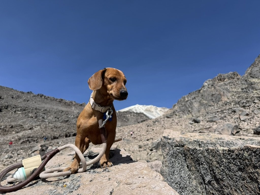 D9F55D23 5245 4A7A A153 CC8D47AA54B3 1 105 c